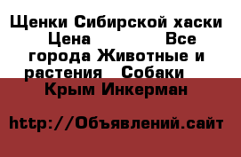 Щенки Сибирской хаски › Цена ­ 18 000 - Все города Животные и растения » Собаки   . Крым,Инкерман